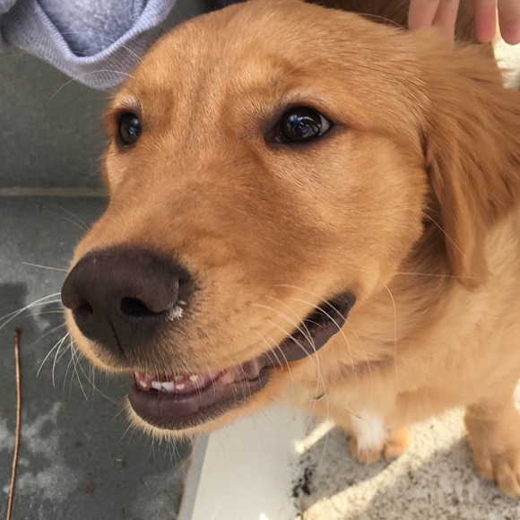 Meet your Posher, Mc - Picture 2 of 2